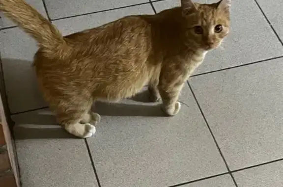 Найдена кошка, Красноярск, фото: Кошка найдена, ул. Кутузова 36, Красноярск