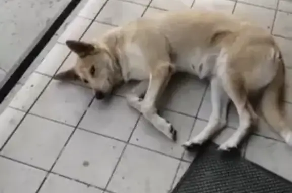 Собака найдена, Заливная 19, Томск