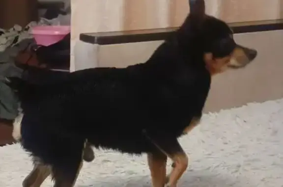 Собака найдена на ул. Бела Куна, Томск