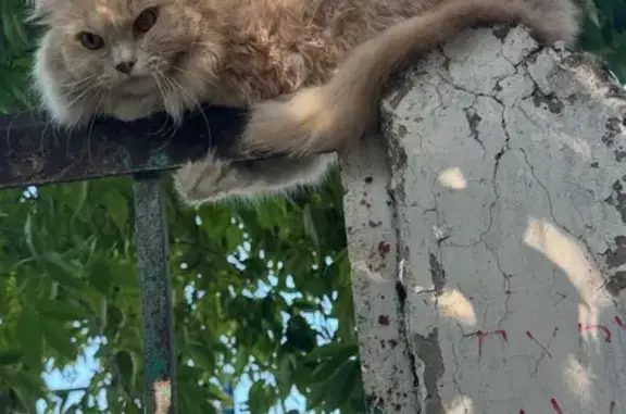 Найдена кошка, Малаховка, фото: Кошка на заборе: Быковское шоссе, 49
