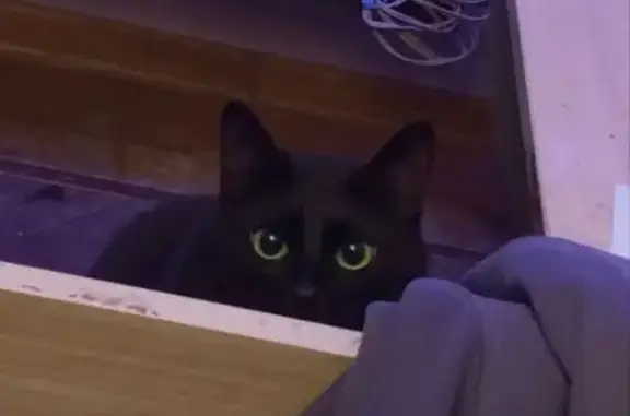 Пропала чёрная кошка, Санаторная 7, Тула