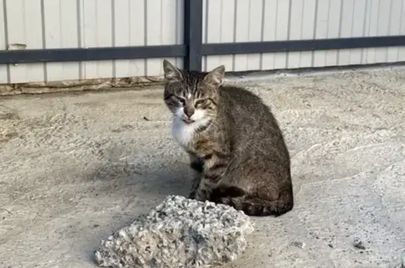 Найденные животные Ставрополь, фото: Кошка найдена: Тюльпановая 12, Ставрополь