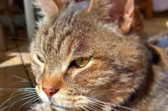 Кошки потеряшки, Покров, фото: Потеряшка кошка, Больничный пр., 30, Покров