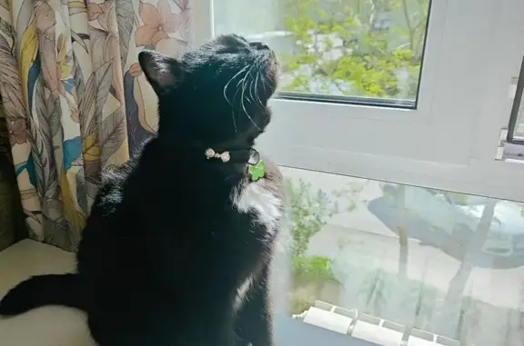 Кошки потеряшки, Йошкар-Ола, фото: Потеряшка кошка, Пролетарская 23А, Йошкар-Ола