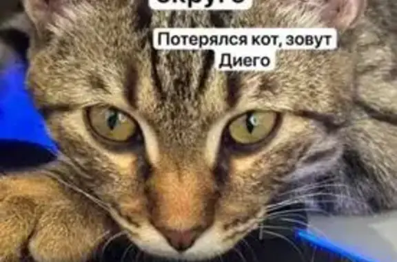 Кот пропал: ул. 7-й Гвард. Дивизии, 21
