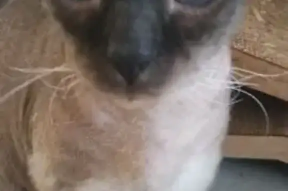 Кошки потеряшки, Уфа, фото: Потеряшка кошка, ул. Менделеева, 146/2, Уфа