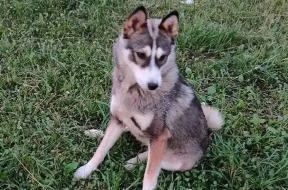 Собака найдена на ул. Грачёва, Зональная