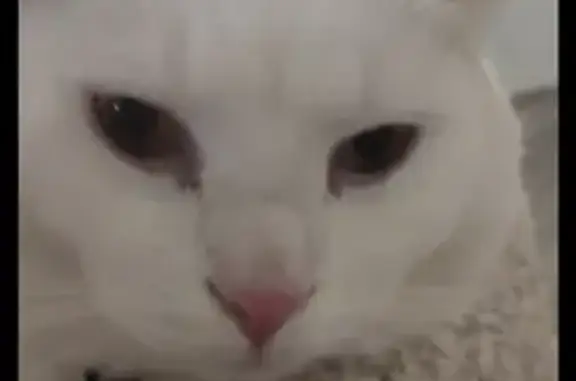 Кошки потеряшки, Кострома, фото: Потеряшка кошка, Пыщугский пр., Кострома