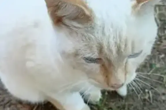 Кошка найдена: проезд Говядиново, 12, Кострома