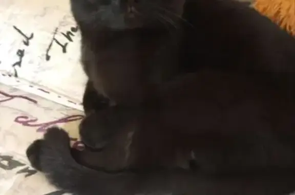 Найдена кошка, Воркута, фото: Кошка найдена: ул. Димитрова, 10, Воркута
