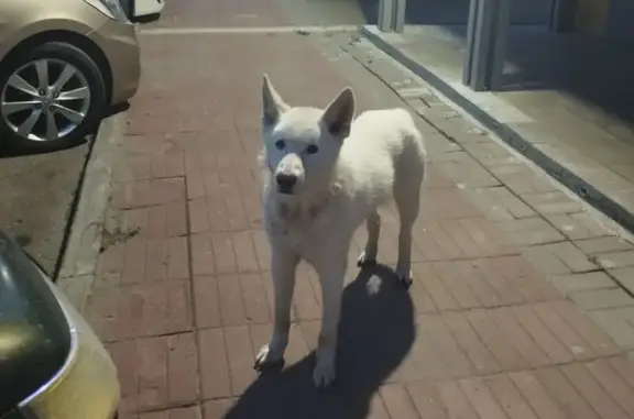 Найдена собака, ул. Обручева, Томск