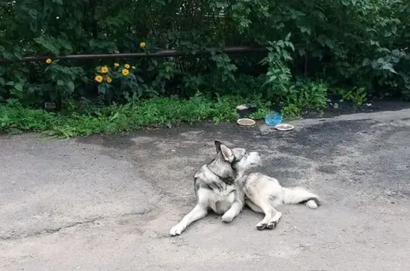 Найдена хаски на Мичуринской 151Б