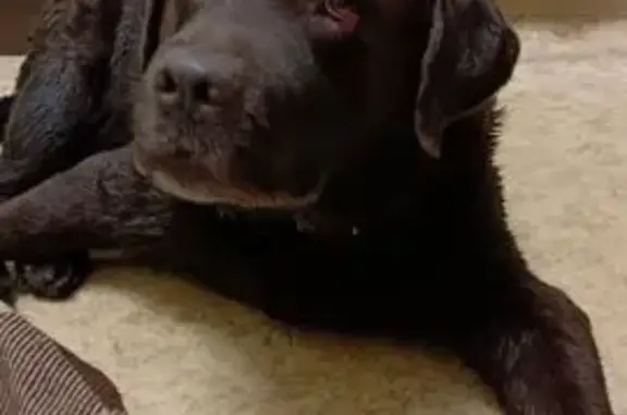 Лабрадор найден: пр. Жукова, 11, Иркутск