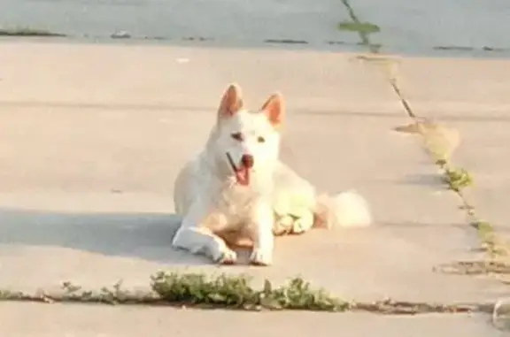 Найдена собака, Нововоронеж, фото: Собака найдена: Промзона Восточная, 14