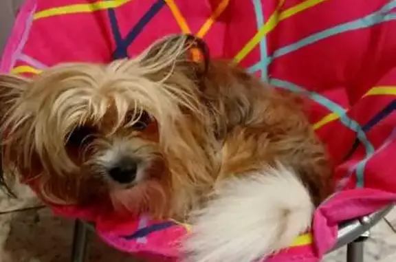 Найдена собака, Ярославль, фото: Пропала собака, Ярославль, Краснохолмская 7А