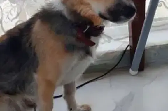 Собака найдена: Челябинская ул., Челябинск