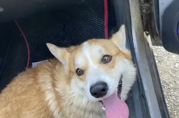 Найдена собака, Верхняя Подстёпновка, фото: Собака найдена: Южное шоссе, Верхняя Подстёпновка