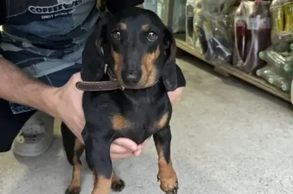 Найдена собака, Симферополь, фото: Такса найдена: ул. Ак-Кая, 13, Симферополь