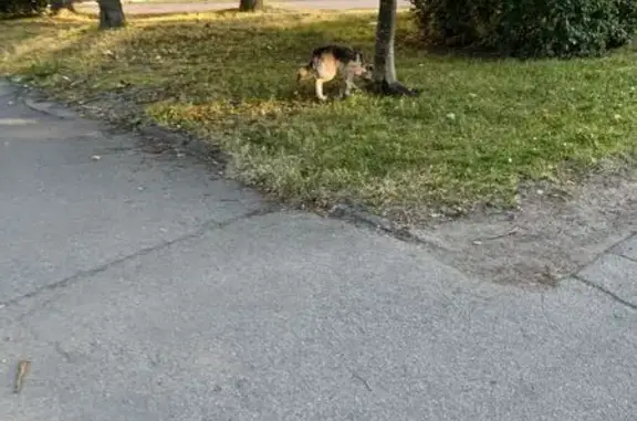 Собака найдена: Большой пр. В.О., 8/4