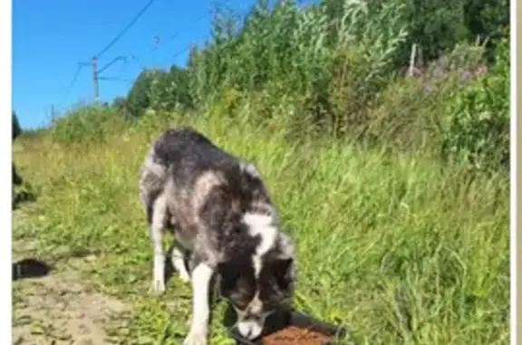 Найдена собака, Качканар, фото: Найдена собака, Качканар, ул. 105