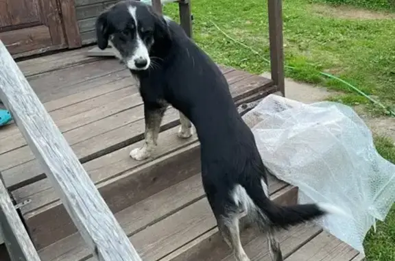 Найдена собака, Дорохово, фото: Собака найдена: Дачная ул., 3, Дорохово