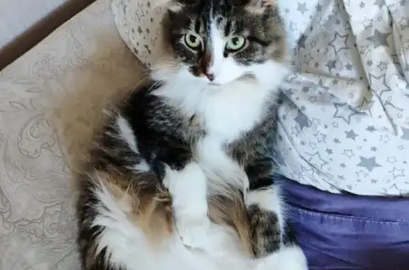 Кошки потеряшки, Димитровград, фото: Потеряшка кошка, ул. Курчатова, 16