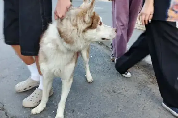 Найдена собака, ул. Ветеранов, 6, Череповец