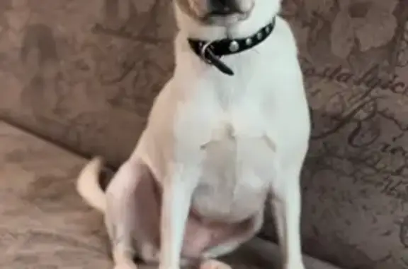 Собаки потеряшки, Орск, фото: Потеряшка собака на Вяземская 24А, Орск