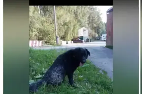 Собака найдена: ул. Ленина, 30, Камышлов