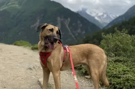 Собаки потеряшки, Эльбрус, фото: Потеряшка собака в Терсколе, Чегет-1