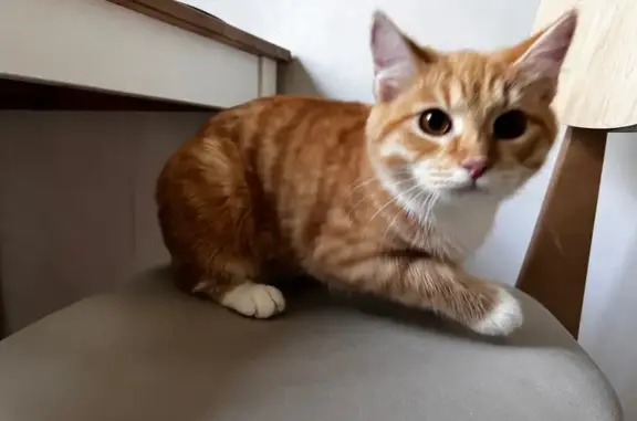 Кошка найдена: Камчатская ул., 2, Москва