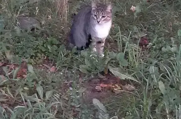 Кошка у поликлиники, 2-я Владимирская 31А