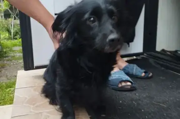 Найдена собака, Гурьевский городской округ, фото: Собака найдена на Фабричной ул., 5, Гурьевск