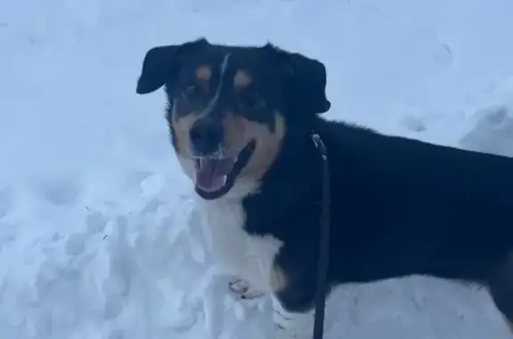 Собаки потеряшки, , фото: Потеряшка собака, переулок Сараева 7, Мыльниково