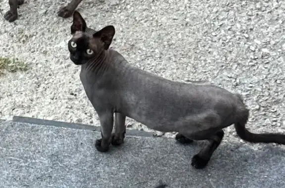 Пропала кошка, г.о. Пенза