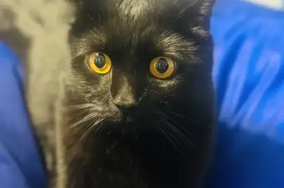 Пропала кошка, Октябрьская ул., Северск