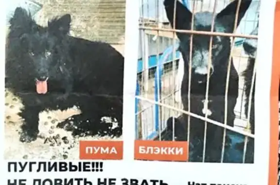 Пропала собака на ул. Победы, 14, Реутов