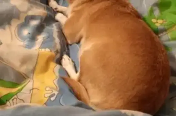 Собаки потеряшки, Орск, фото: Потеряшка чихуахуа, Новосибирская 223А, Орск