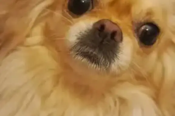 Найдена собака, , фото: Собака найдена: МО, ласковая и послушная