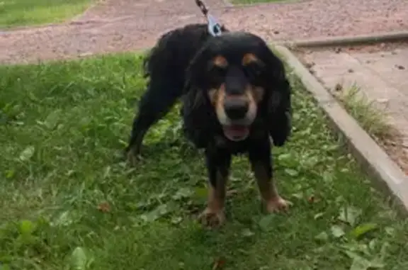 Найдена собака, Катынь, фото: Собака найдена: Катынь, Смоленская обл.