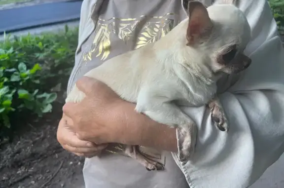 Найдена собака, Ушково, фото: Найден чихуахуа, Приморское ш., Ушково