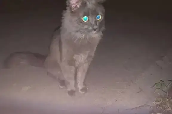 Кошка найдена: Угличская ул., 4, Москва