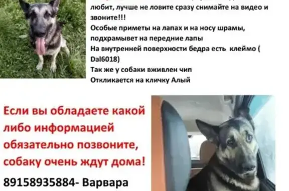 Пропала собака в Косарево, 33Д