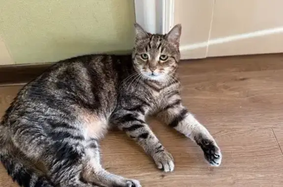 Пропала кошка, МО, серый окрас, надорвано ухо