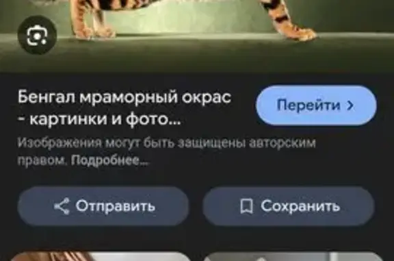 Кошка найдена у Тарчокова, 30, Нальчик