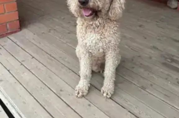 Собаки потеряшки, Москва, фото: Потеряшка собака на Донской улице, Москва