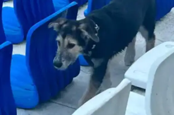 Щенок найден на Островной улице, Москва