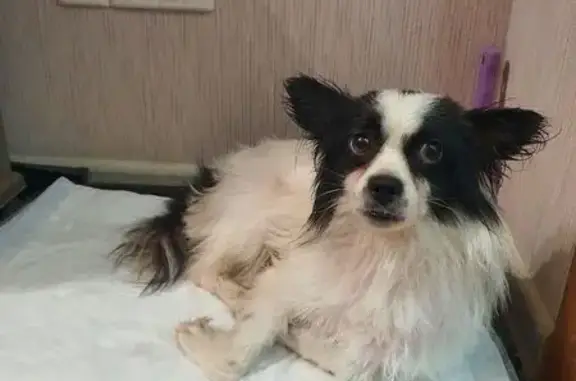 Найдена собака, Таганрогская 124/6