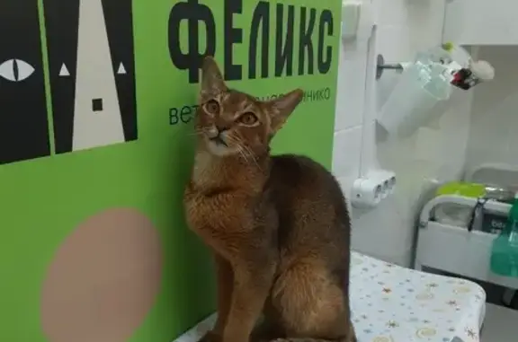 Найдена кошка, Ванеева 114, Н. Новгород