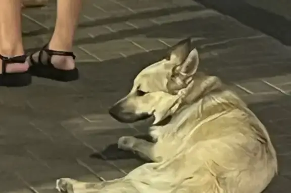 Собака найдена: Московская ул, 9А, Ростов-на-Дону